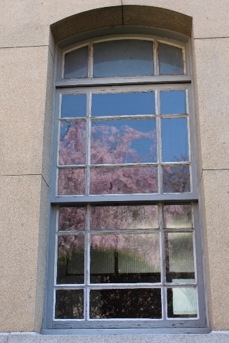 3549-13.4.5縦　青空と枝垂れ桜が映る窓.jpg